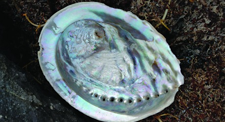 Import Export: Abalone Buy