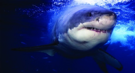 Western Australia considers taking great white sharks off protected