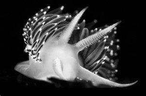 NudiFeatured NudiFeatured