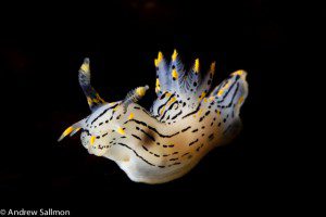 Nudibranch - Polycera atra-4772 Nudibranch - Polycera atra-4772