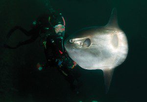 3627-mola-diver 3627-mola-diver