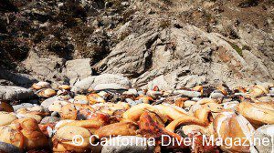 Abs_CU_5099 Abs_CU_5099