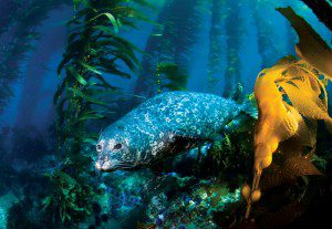 Harbor-Seal