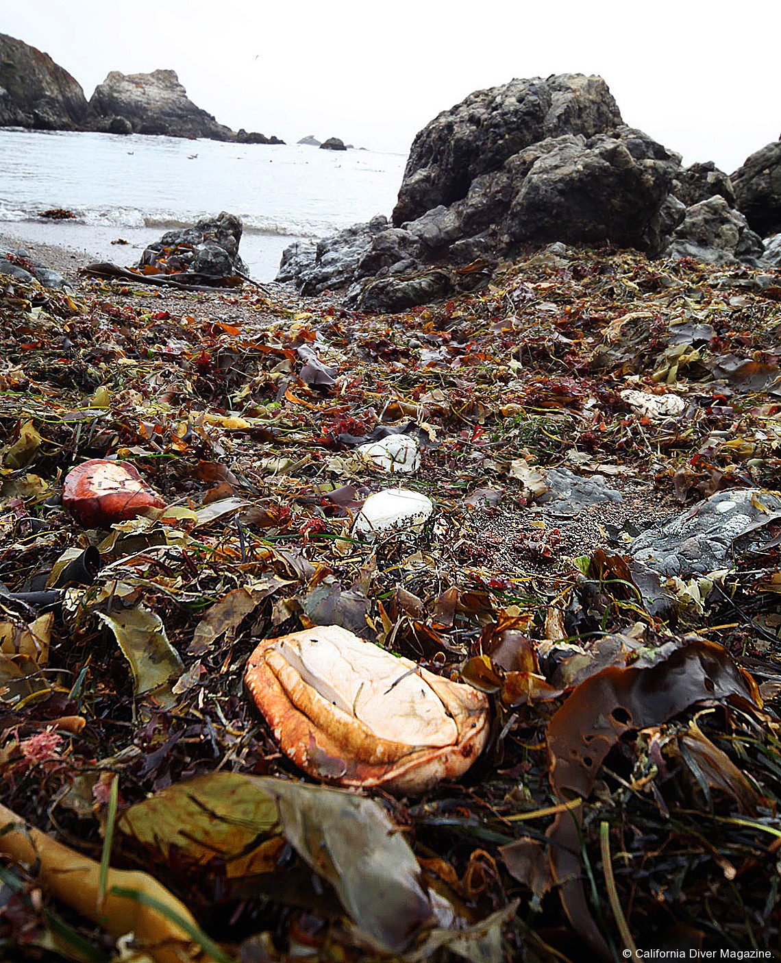 Cause of 2011 Abalone die-off found: Gonyaulax spinifera ...