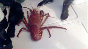 Lobster