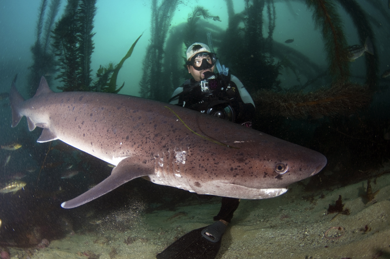 La jolla shores dive conditions