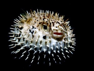 pufferfish