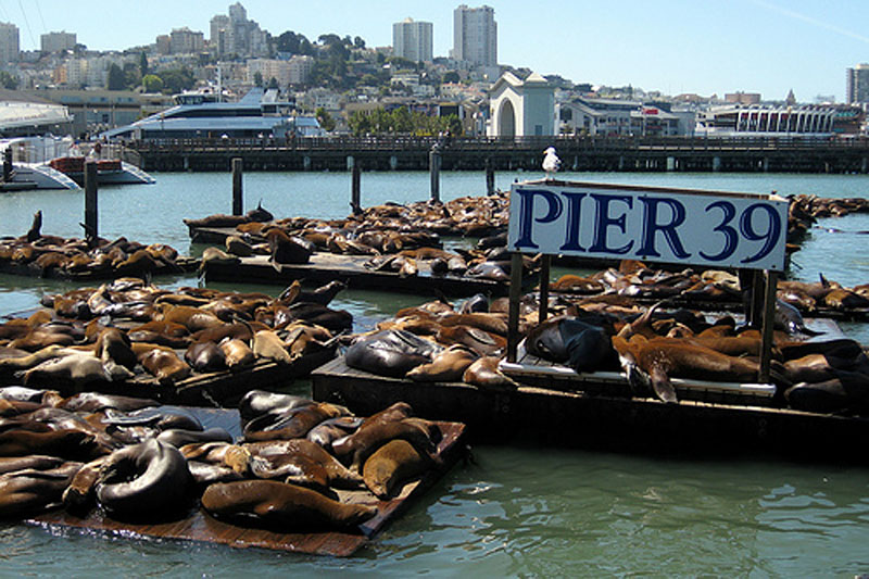 Image result for sea lions arrival SF