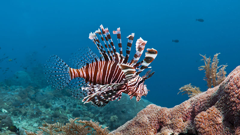 A New Ally: Amazing Video Shows Caribbean Grouper Eating Invasive