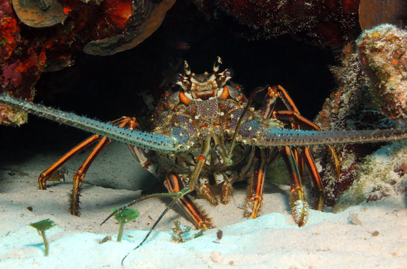 Mini Lobster Season Key West 2024 Dorie Geralda