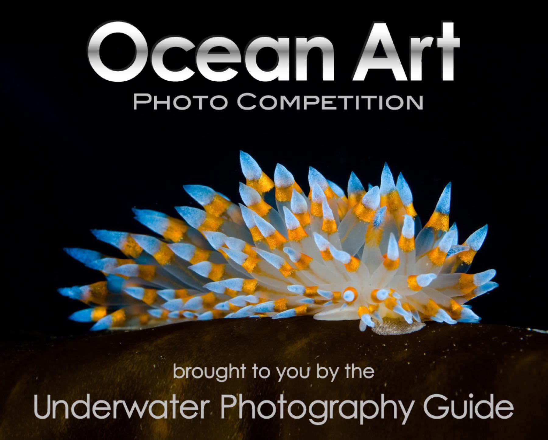 2022 Ocean Art Underwater Photo Competition Announced | LaptrinhX / News