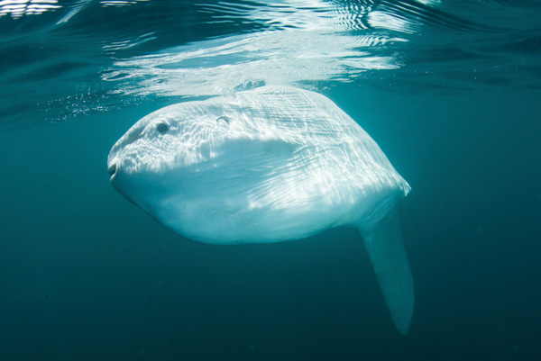 The Mola Mola: A Fish So Nice, They Named It Twice