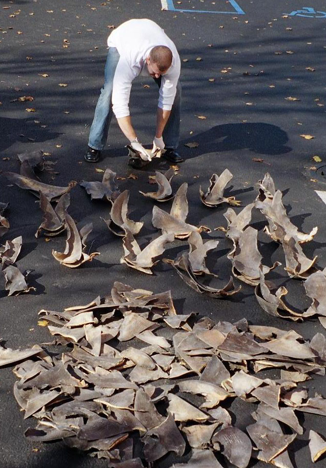 NOAA agent counting confiscated shark fins. Source: NOAA