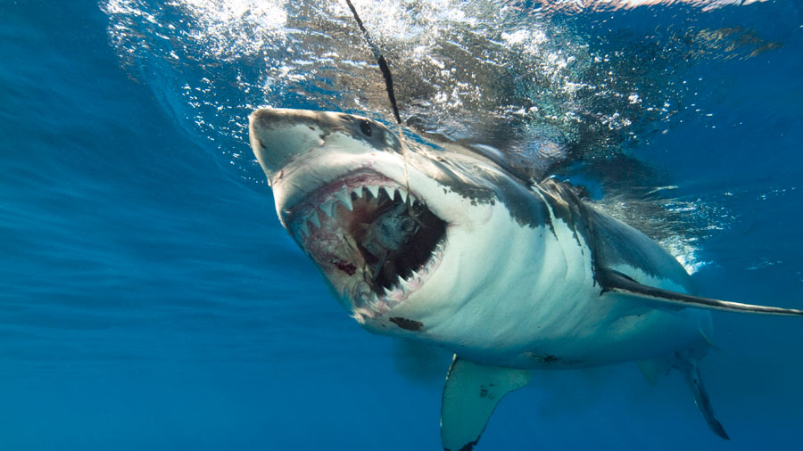Diver's 'head and shoulders ripped off' by great white shark - LBC