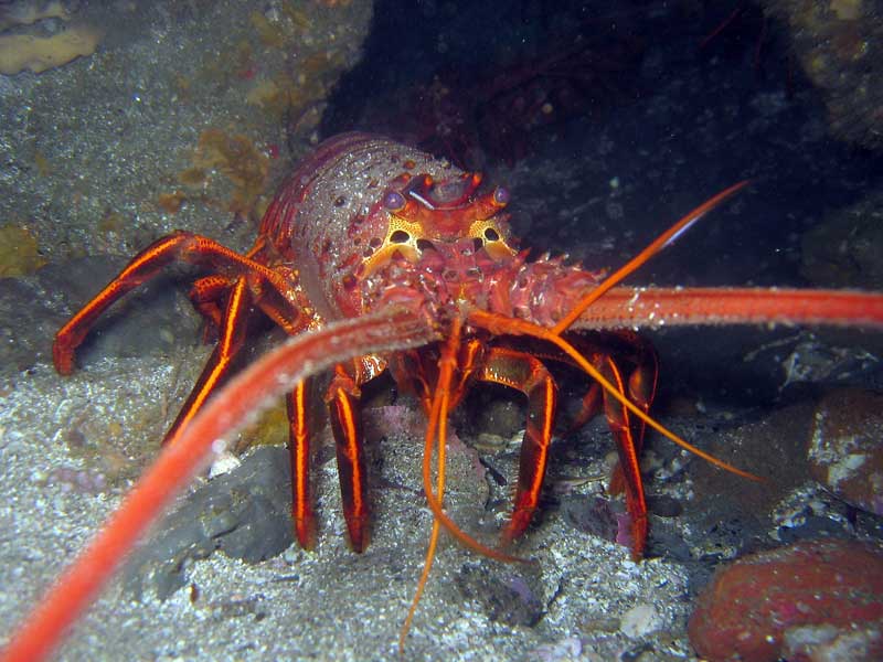 https://californiadiver.com/wp-content/uploads/2014/09/California_spiny_lobster.jpg