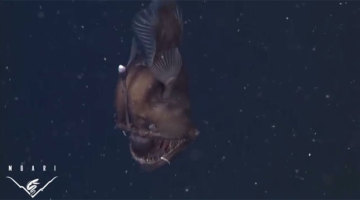 Extremely Rare ‘Black Seadevil’ Anglerfish Caught On Film In Monterey ...