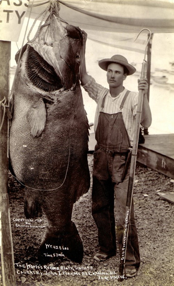 June 1906 world record at 428 lbs. Library of Congress, Digital Collections