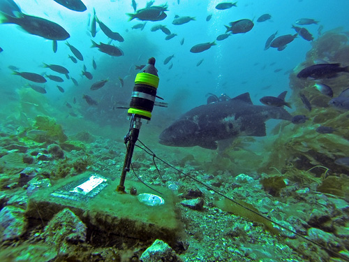 Giant Sea Bass swims by a Hydrophone. Photo by Parker H. House