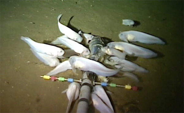 The new species of snailfish at 7,485 meters (24,557 feet) deep.