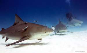A close pass by one of the larger bull sharks in Playa Del Carmen (Click to enlarge)