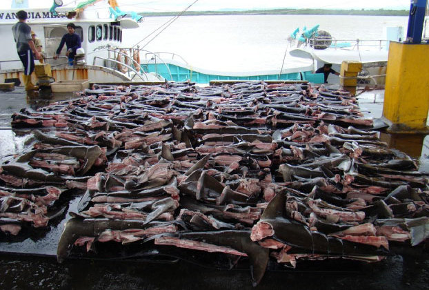 Hammerhead shark fins in Costa Rica