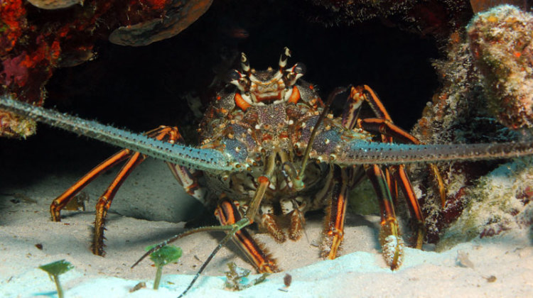 California spiny lobster, Honduras