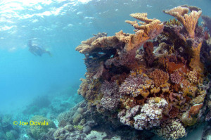 Coral head with snorkler in background
