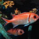 Blackbar Soldierfish (Myripristis jacobus) make their home inside the Antilla wreck