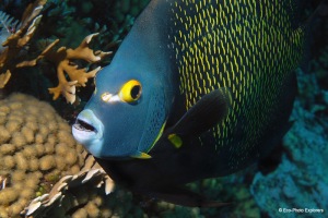 French Angelfish (Pomacanthus paru) are one of the most striking fish on the Aruba reefs
