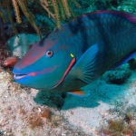 Stoplight Parrotfish (Sparisoma viride) often can be found on the reefs