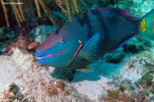 Stoplight Parrotfish (Sparisoma viride) often can be found on the reefs
