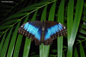 The Butterfly Garden on Aruba is home to many species of fascinating insects