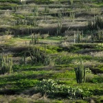 The Aruba landscape can resemble that of a desert