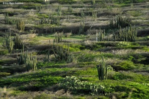 The Aruba landscape can resemble that of a desert