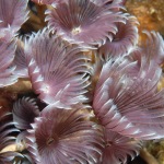 Social Feather Duster Worms (Bispira brunnea) grow in clusters on the reef