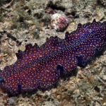 A Leopard Flatworm (Pseudoceros pardalis) creeps along the bottom in search of its next meal
