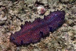A Leopard Flatworm (Pseudoceros pardalis) creeps along the bottom in search of its next meal