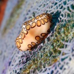A Flamingo Tongue Cowrie’s (Cyphoma gibbosum) dramatic spots are not part of its shell but are the animals mantle extended over the shell