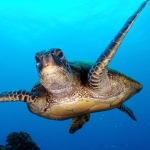 Divers can encounter sea turtles, like this Loggerhead Turtle (Caretta caretta), on the reefs of Aruba