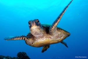 Divers can encounter sea turtles, like this Loggerhead Turtle (Caretta caretta), on the reefs of Aruba