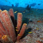 Tube sponges and divers on the Antilla wreck