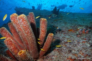 Tube sponges and divers on the Antilla wreck