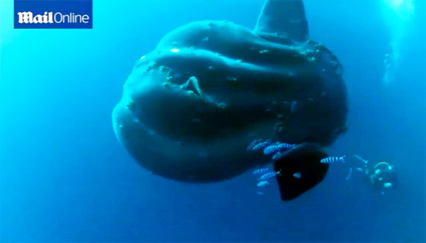 Divers swim with a 3,000 pound sunfish