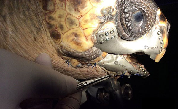 Injured Sea Turtle Rescued; Will Return to the Ocean with ...