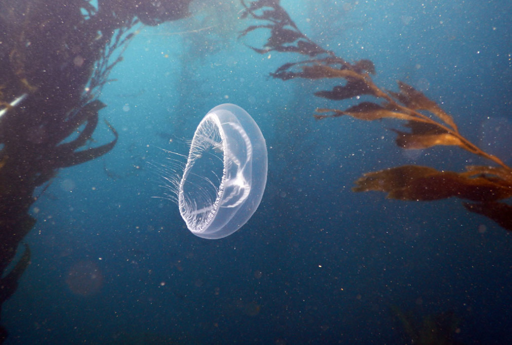 Reef Check California Completes Expedition Along Big Sur Coast ...