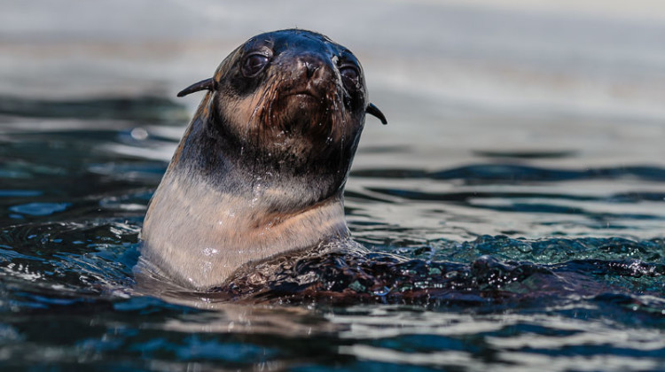 Fur Seals at the Marine Mammal Center