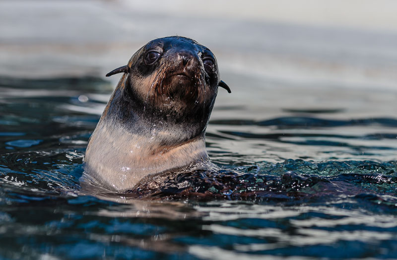 Record Strandings: Northern Fur Seals New Victim of Unusual Ocean  Conditions | California Diver Magazine