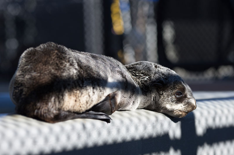 Northern Fur Seal  The Marine Mammal Center