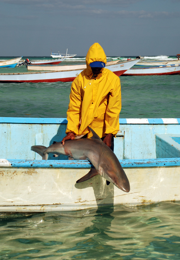 Shark poaching is a major problem worldwide.