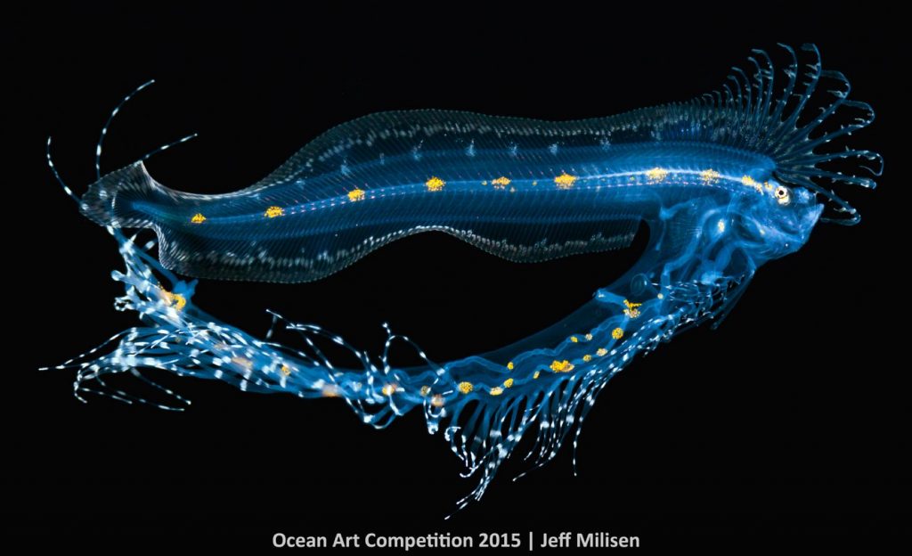 1st-m-ocean-art-2015-jeff-milisen-1500_sm